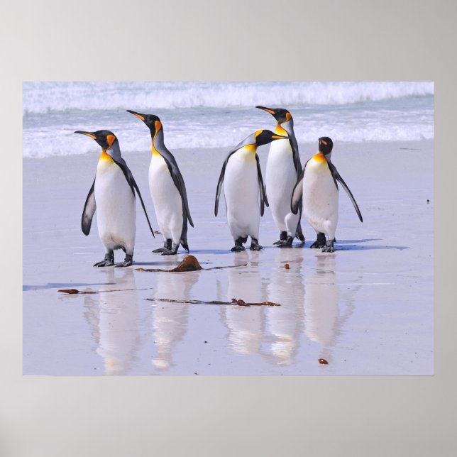 King Penguins at Beach Poster (Front)