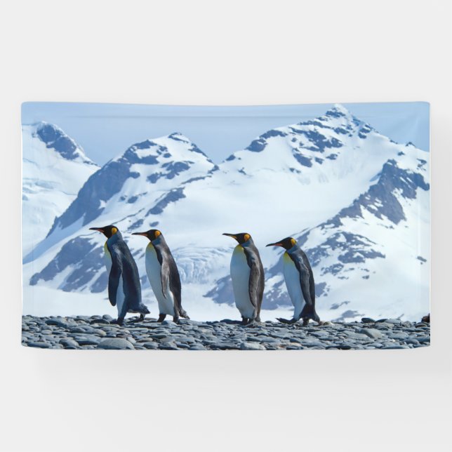 King Penguins at South Georgia Banner (Horizontal)