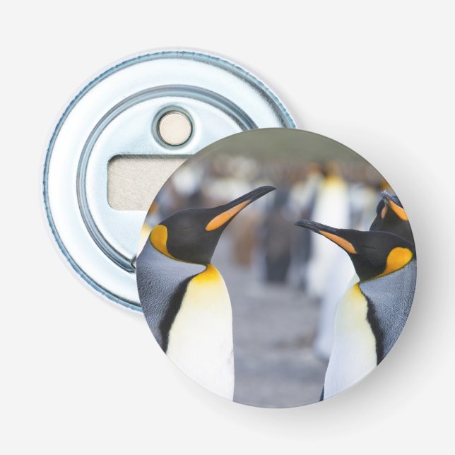 King Penguins Bottle Opener (Front)