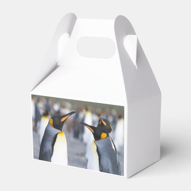 King Penguins Favour Box (Back Side)