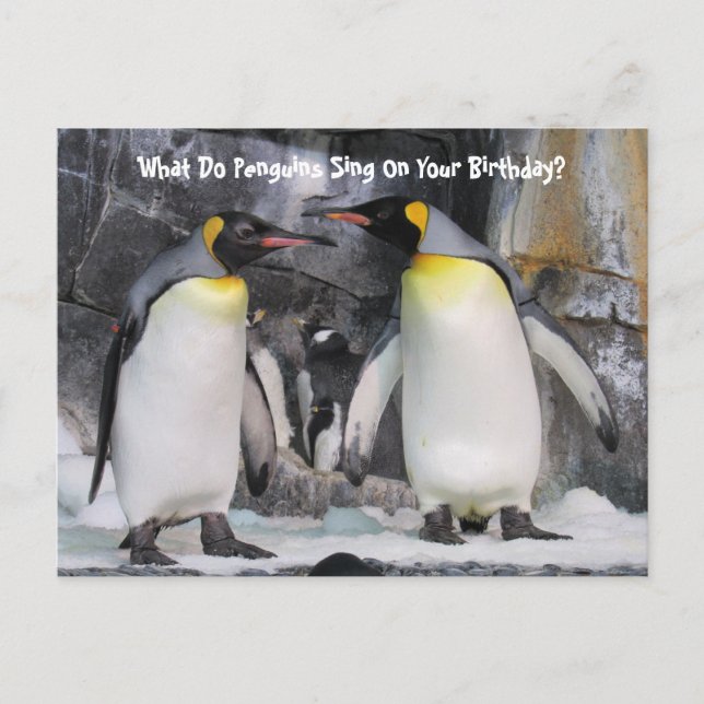 King Penguins Funny Birthday Postcard (Front)