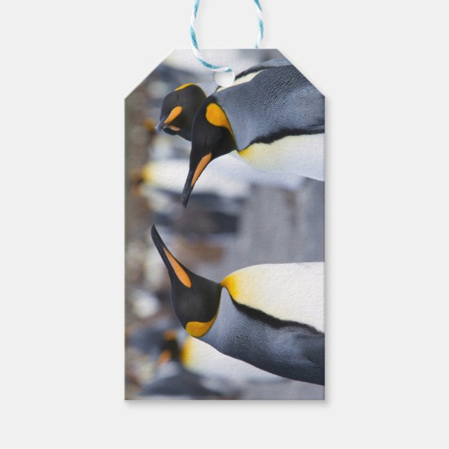King Penguins Gift Tags (Front)