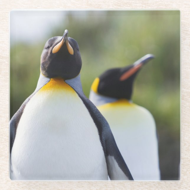 King penguins glass coaster (Front)