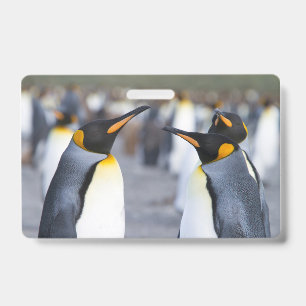 King Penguins ID Badge