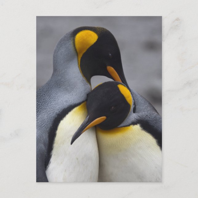 King Penguins in Love Postcard (Front)