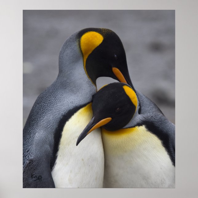 King Penguins in Love Print (Front)