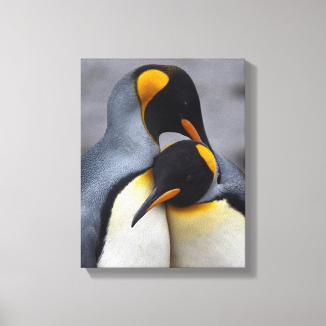 King Penguins in Love Wrapped Canvas Print (Front)