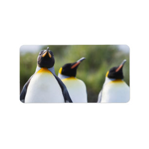King penguins label