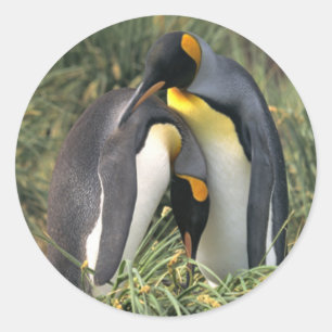 King penguins Lovers Classic Round Sticker