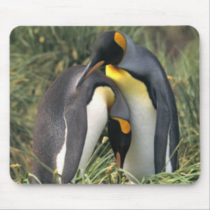 King penguins Lovers Mouse Mat