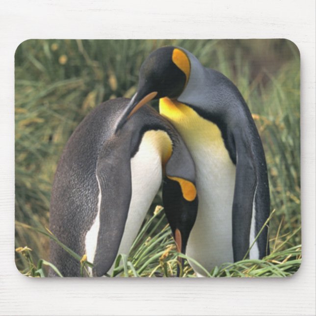 King penguins Lovers Mouse Mat (Front)