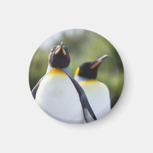 King penguins magnet