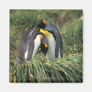 King penguins nuzzling magnet