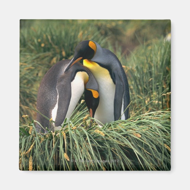 King penguins nuzzling magnet (Front)