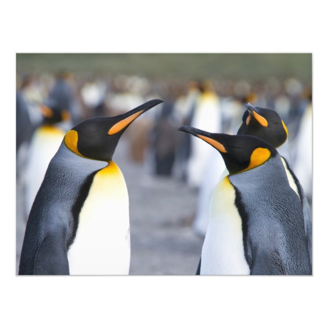 King Penguins Photo Print (Front)