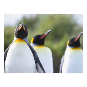 King penguins photo print