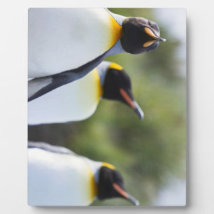 King penguins plaque
