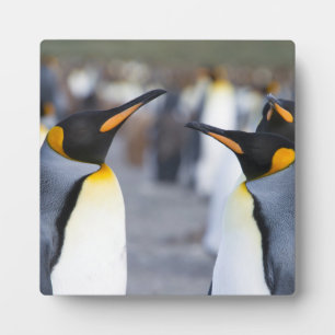 King Penguins Plaque