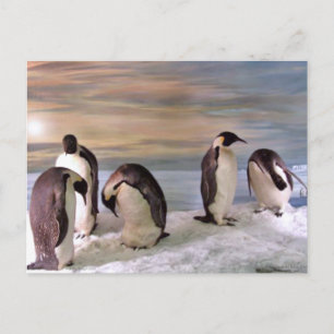King penguins postcard