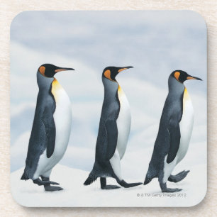 King Penguins walking in single file Coaster