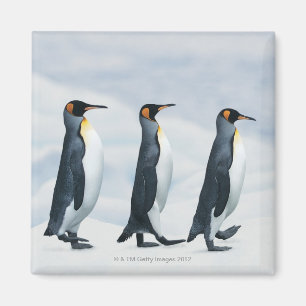 King Penguins walking in single file Magnet