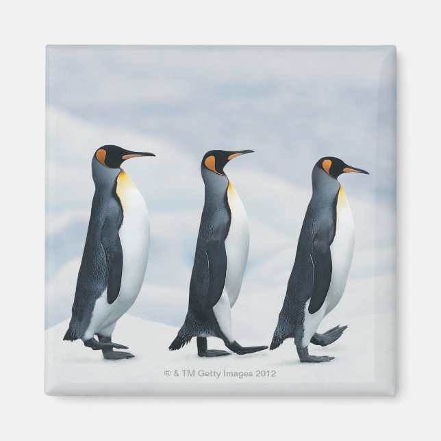 King Penguins walking in single file Magnet (Front)