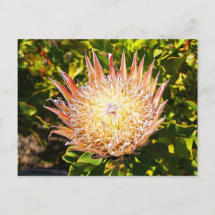 King Protea #3 Postcard