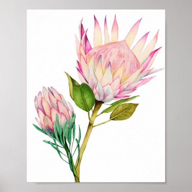 King Protea Flowers Watercolor Art Print (Front)