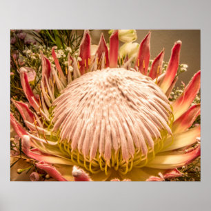 King Protea of South Africa Poster