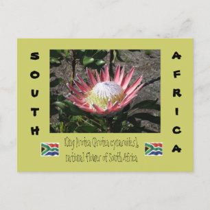 King Protea Postcard