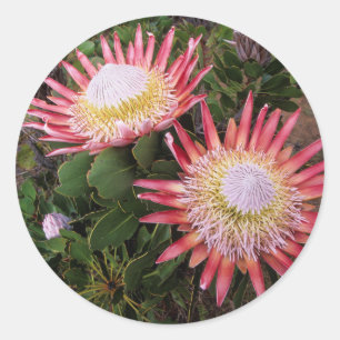 King Protea (Protea Cynaroides), Helderberg Classic Round Sticker
