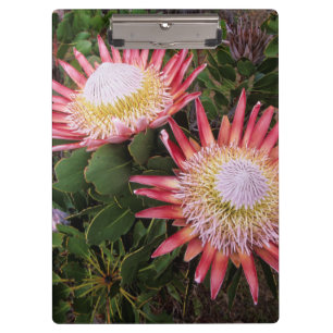 King Protea (Protea Cynaroides), Helderberg Clipboard