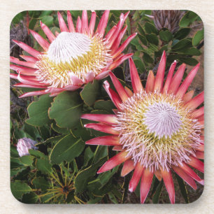 King Protea (Protea Cynaroides), Helderberg Coaster