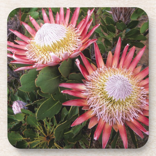 King Protea (Protea Cynaroides), Helderberg Coaster (Front)