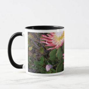 King Protea (Protea Cynaroides), Helderberg Mug