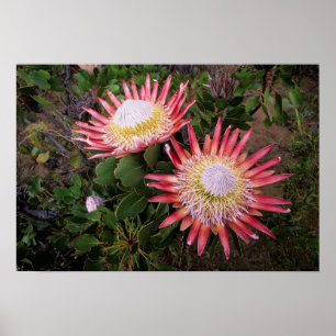 King Protea (Protea Cynaroides), Helderberg Poster
