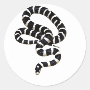 King Snake from Junglewalk.com Classic Round Sticker