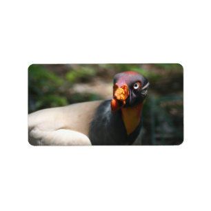 King Vulture bird closeup Sarcoramphus papa Label