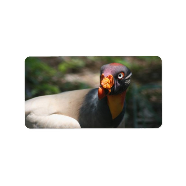 King Vulture bird closeup Sarcoramphus papa Label (Front)