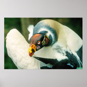 King Vulture Bird Poster