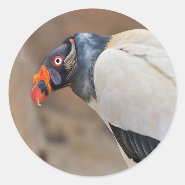 King Vulture Classic Round Sticker (Front)