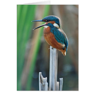 Kingfisher