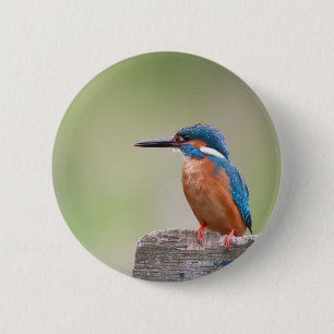 Kingfisher bird. 6 cm round badge