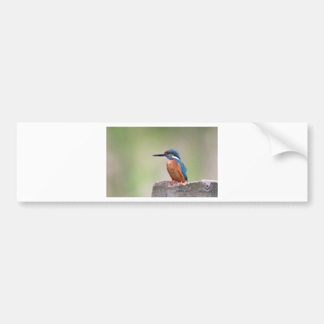 Kingfisher bird. bumper sticker (Front)