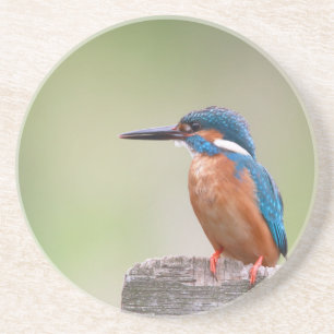 Kingfisher bird. coaster