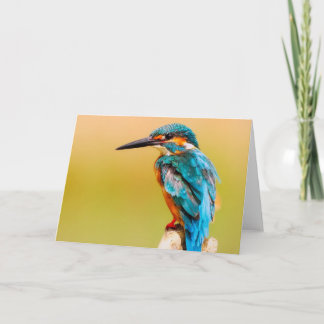 Kingfisher Bird Greeting Card