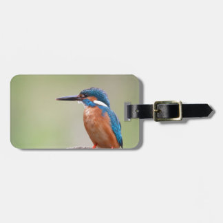 Kingfisher bird. luggage tag