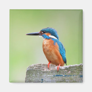 Kingfisher bird magnet