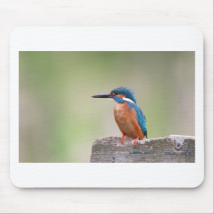 Kingfisher bird. mouse mat