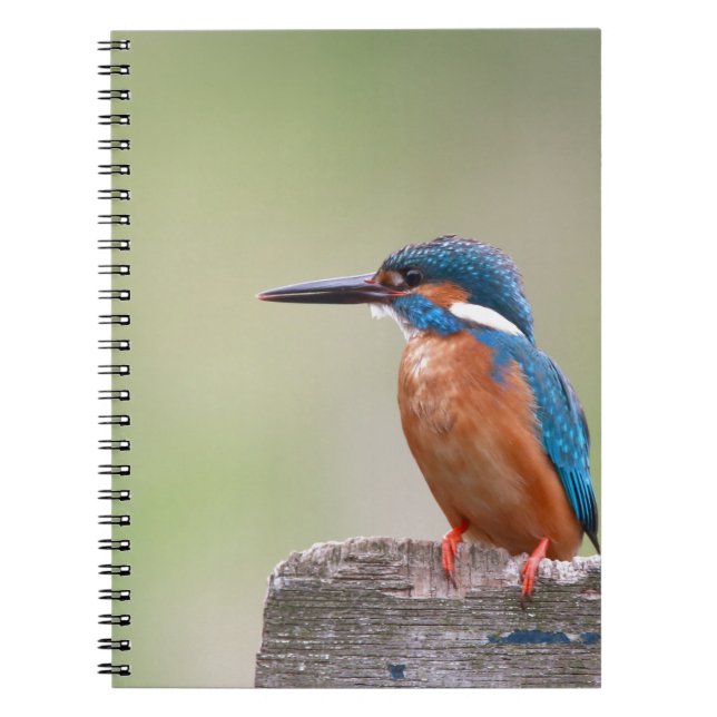 Kingfisher bird. notebook (Front)